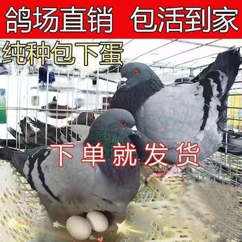 鸽子活物一对大体落地王鸽种鸽元宝鸽下蛋繁殖观赏鸽信鸽肉鸽幼鸽
