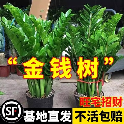 金钱树盆栽植物室内客厅四季常青