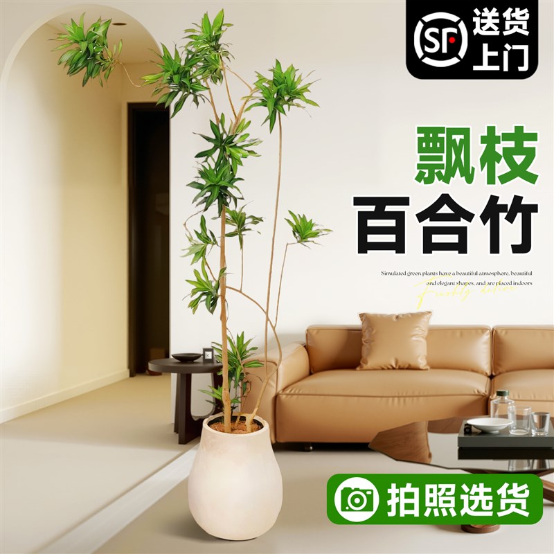 百合竹客厅真绿植大盆栽金心精品室内好养大型植物高级感老桩造型