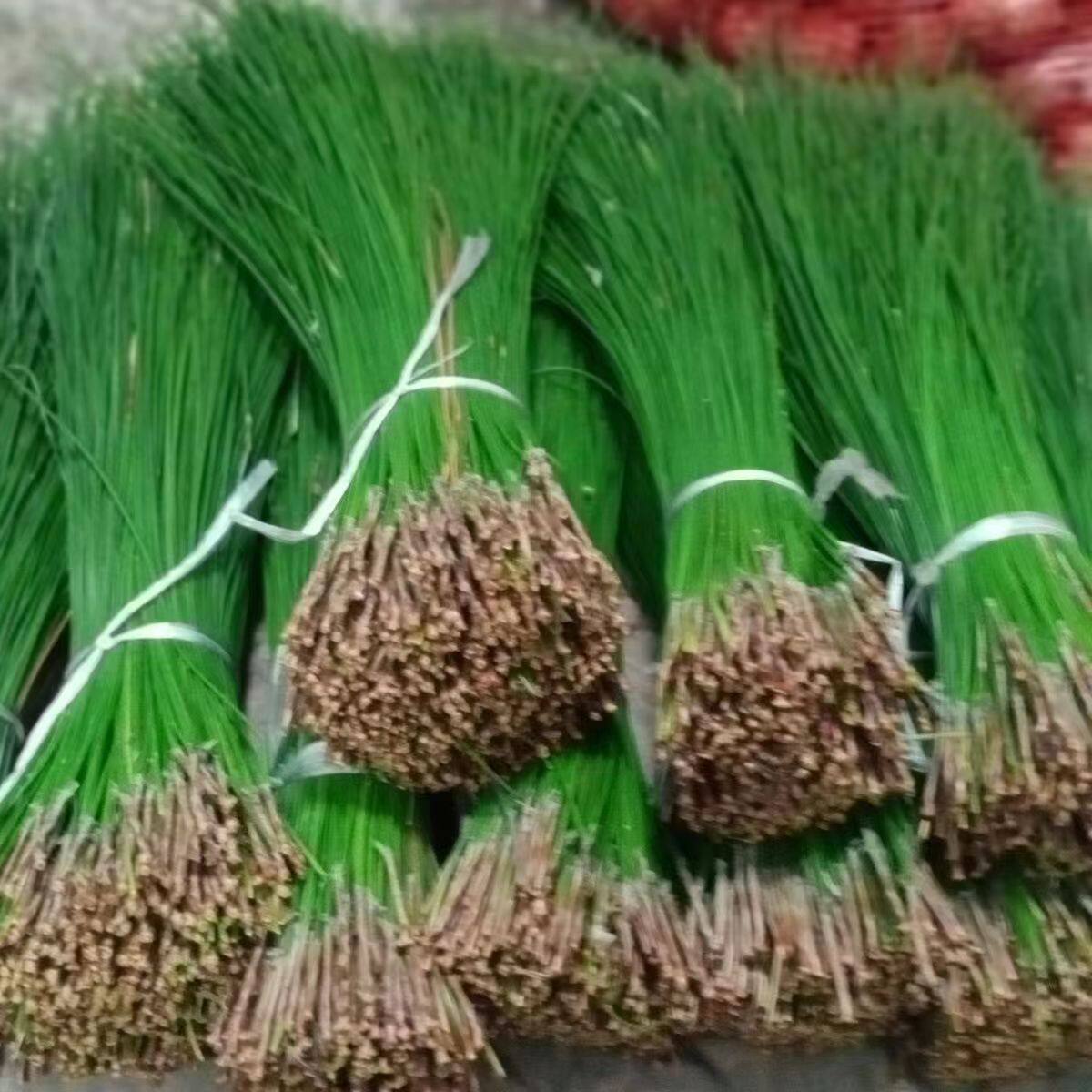 新鲜马尾松针茶纯松针蒸笼垫天然酵素泡茶泡酒做枕头手工松针制作