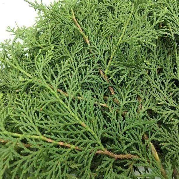 天然绿色松柏枝松针 圣诞节花环圣诞树手作材料 干花礼盒包装装饰