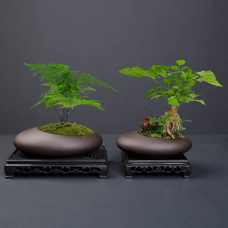 创意个性大口径紫砂透气花盆多肉文竹兰花蝴蝶兰盆景盆栽盆子陶瓷