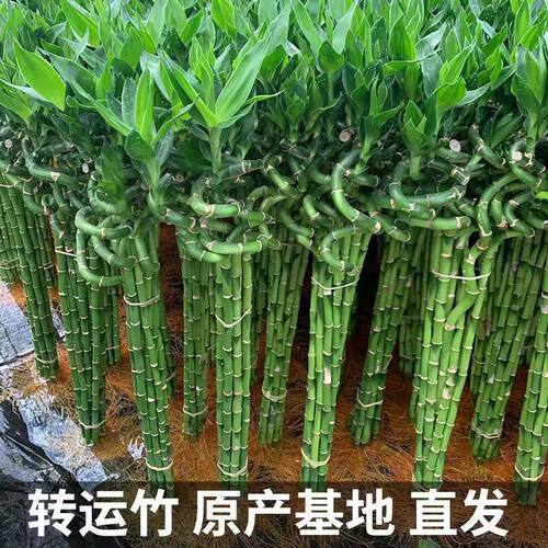 带根转运竹转运弯竹水培富贵竹水养水培办公室客厅绿植旺宅招财