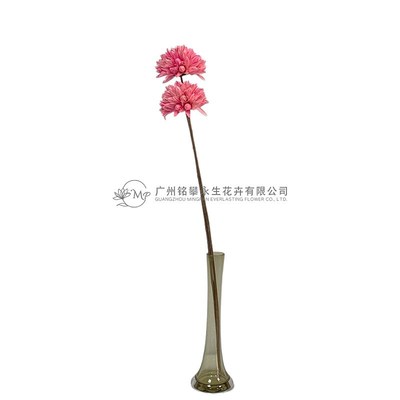 【紫荆莲】木槿花干莲蓬木莲花插花拍摄道具家居软装