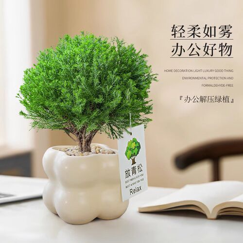 放青松绿植雾松室内小盆栽雾凇办公室桌面放轻松植物摆件四季好养
