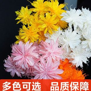 花材花艺设计轻奢小众软装 工厂昙花干花手工花家居软装 花艺