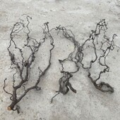 龙枣树摆件插花干枝山水造型客厅 一物一拍 干树枝家庭装 饰