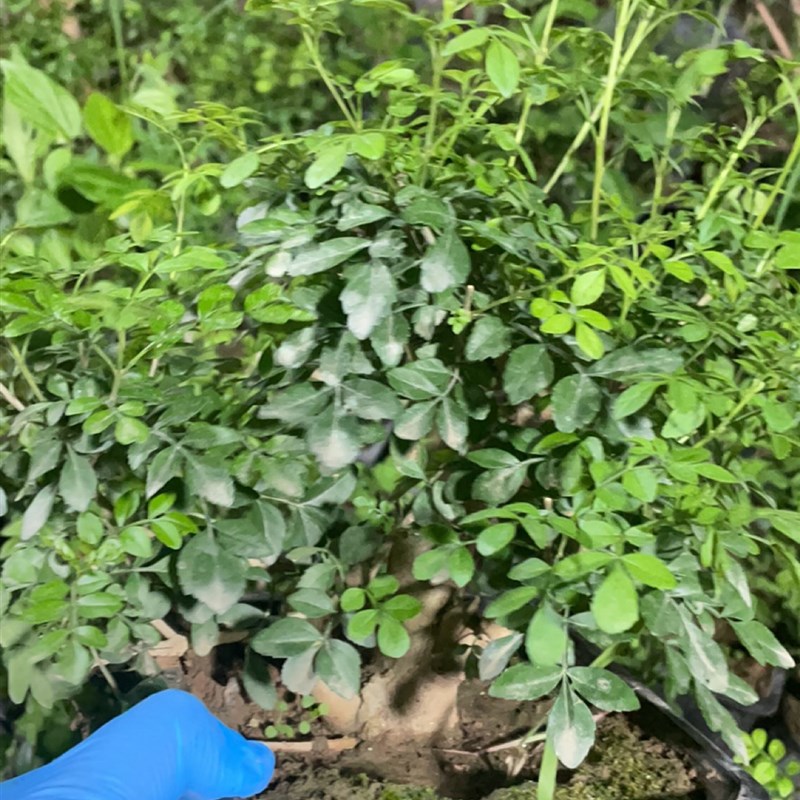 对接白蜡 三角枫 红枫 榆树 长寿梅 黄杨 黑松等一物一拍
