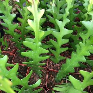 鱼骨令箭荷花锯齿昙花多肉植物仙人掌室内外阳台耐旱奇花异草盆栽