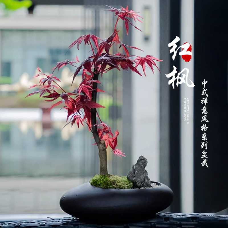 红枫盆景绿植老桩盆栽客厅办公室内外桌面红枫树苗四季红植物好养