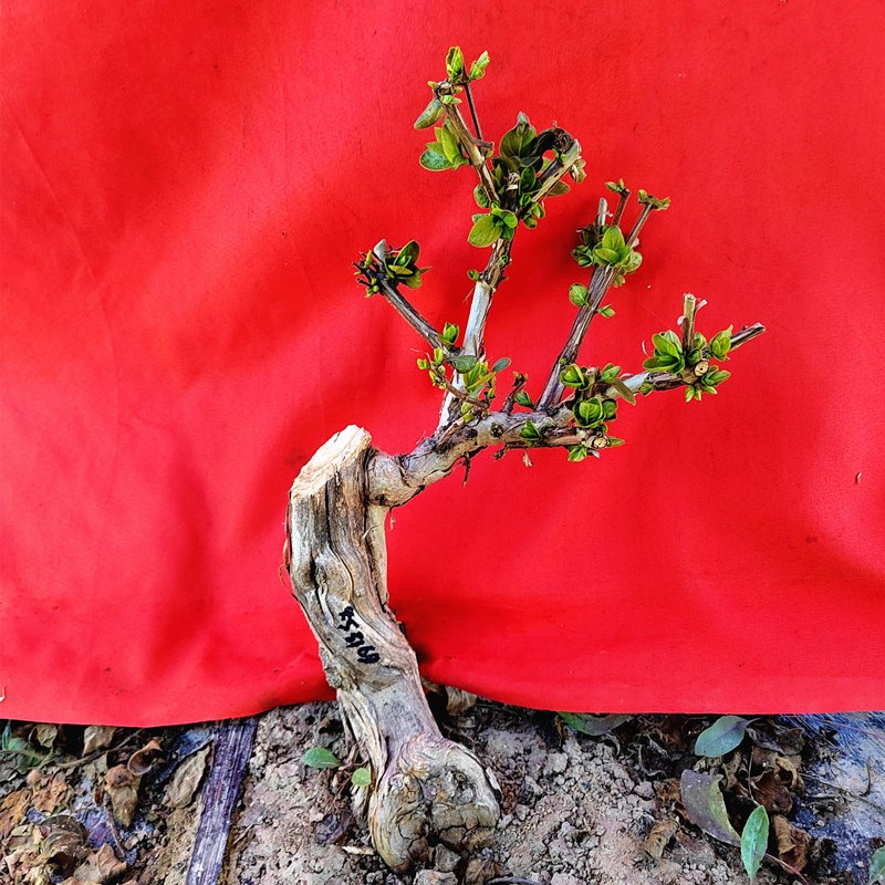 四季金银花盆景老桩室内庭院花卉绿植好养矮霸小树桩盆栽开花特香