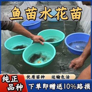 水花鱼苗鲫鱼草鱼青鱼白鲢花鲢鲤鱼桂鱼翘嘴鲤鱼螺丝青水花鱼苗