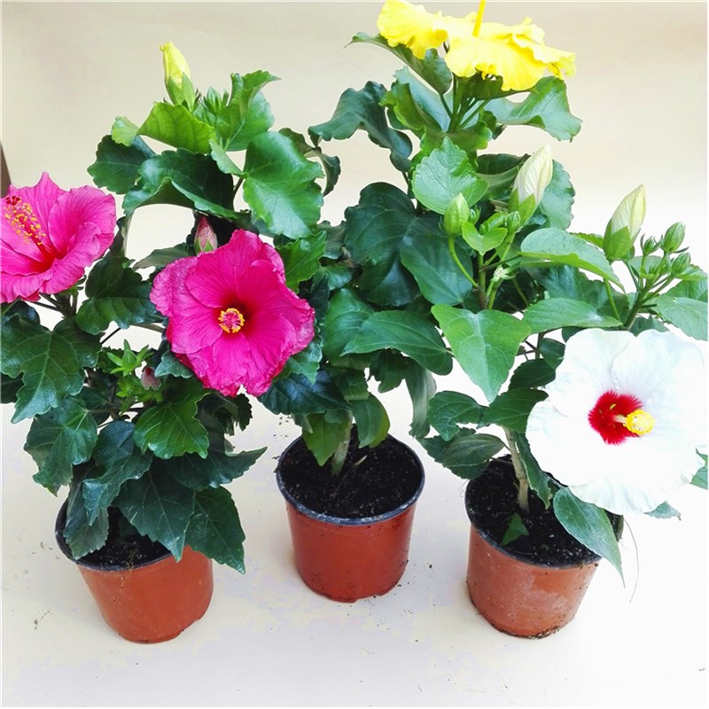 丹麦木槿花苗盆栽阳台好养四季花卉观花绿植物室内扶桑花朱瑾牡丹