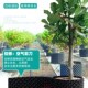 植树专用控根器育苗围树板月季 竹子楼顶阳台室外控根器花盆塑料加