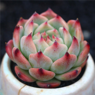 水蜜桃吉娃娃大颗多肉植物肉肉新手办公室桌面盆栽巨多肉冠幅10cm