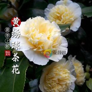 龙岩珍稀名贵黄绣球茶花盆栽树苗带苞阳台室内客厅庭院花卉绿植物