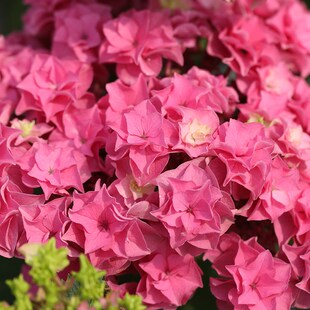 海蒂 阳台庭院种植花卉植物盆栽苗 花园大花重瓣绣球花雷神新品