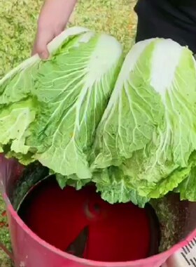 养殖打菜电动瓜果打碎蔬菜南瓜萝卜擦丝刨丝打草粉碎