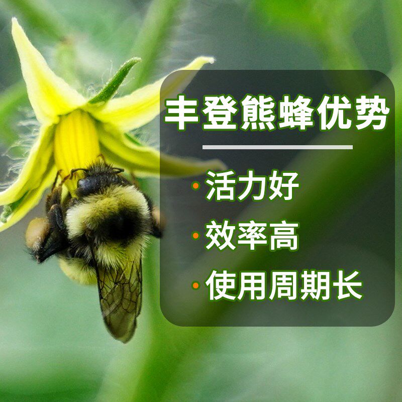 熊蜂 授粉丰登熊蜂工厂直发大棚蔬菜水果番茄蓝莓草莓授粉蜂整箱,农用物资,授粉蜂,淘宝优惠券,粉丝福利购,淘宝优惠卷