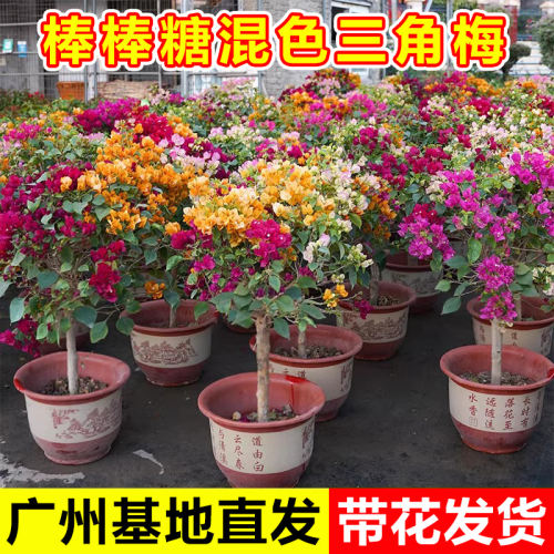 多色三角梅带花阳台庭p院室内花卉盆栽易活四季开花老桩大苗绿植