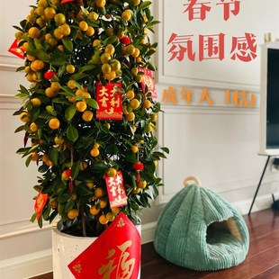 金橘桔子盆栽年i宵花卉果树四季观赏小金桔盆景年桔室内大型盆栽