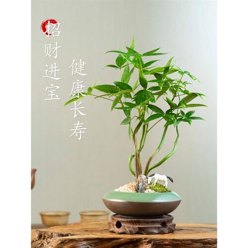 厂促树五福发财树小办盆景室内公室茶桌面四季好养几招Y财发财绿