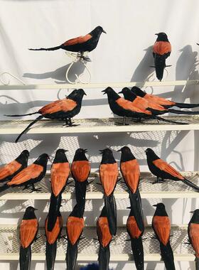 迷你版仿真红毛鸡羽毛鸡饰品装饰工艺品景观造景橱窗美陈教学演示