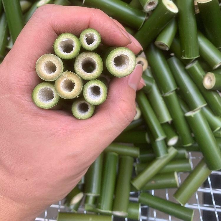 新鲜小竹段竹筒直径1厘米左右竹筒婚庆装饰插花绿竹布景装饰造景