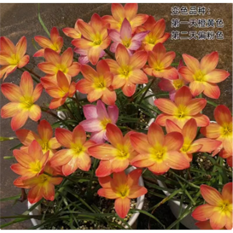 风雨兰种球重瓣韭兰葱兰花苗四季开花庭院阳台观花卉绿植盆栽