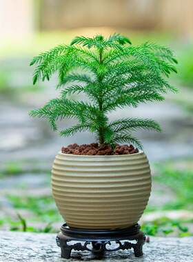 南洋杉树盆栽植物花卉适合室内客厅办公室桌面好养绿植小盆景摆件