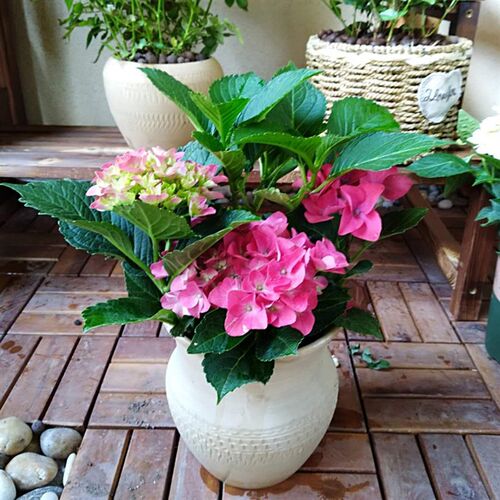 绣球花苗喜阳盆栽无尽夏八仙花开花阳台庭院露天昆明好养花卉植物