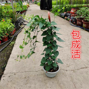 一帘幽梦盆栽绿植爬藤植物/锦屏藤/蔓地榕/珠帘藤/富贵帘龙须藤