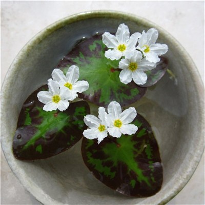 龙骨瓣一叶莲迷你荇菜 四季水培水生植物家庭盆栽花卉迷你带花苞