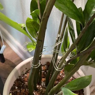 龟背竹防倒伏支架园艺花卉盆花支架水培植物透明花茎固定器收拢器