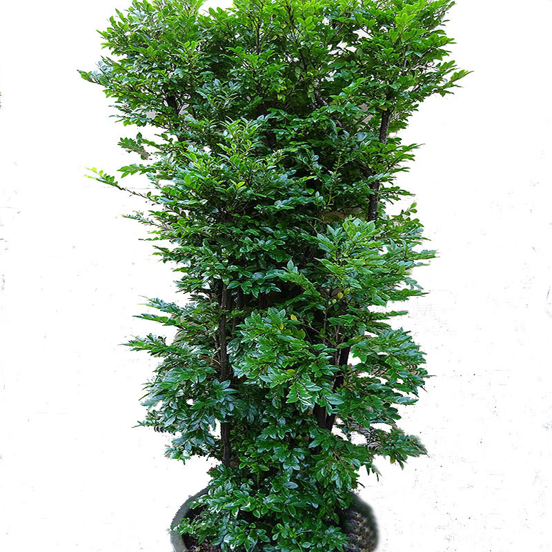 大型室内盆栽小叶紫檀盆景树桩客厅阳台庭院办公室绿植净化空气