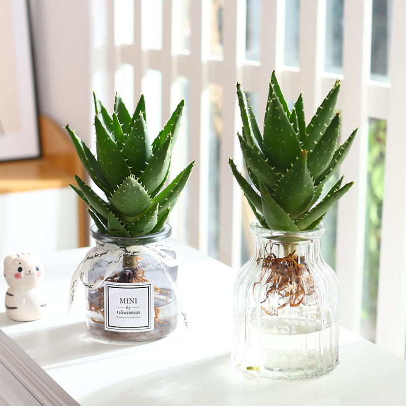 水培植物多肉芦荟盆栽不夜城室内绿植好养净化空气耐阴花卉仙人掌