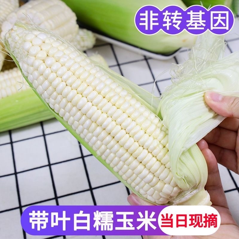 新鲜现摘白糯玉米当季苞谷软糯香玉米棒子