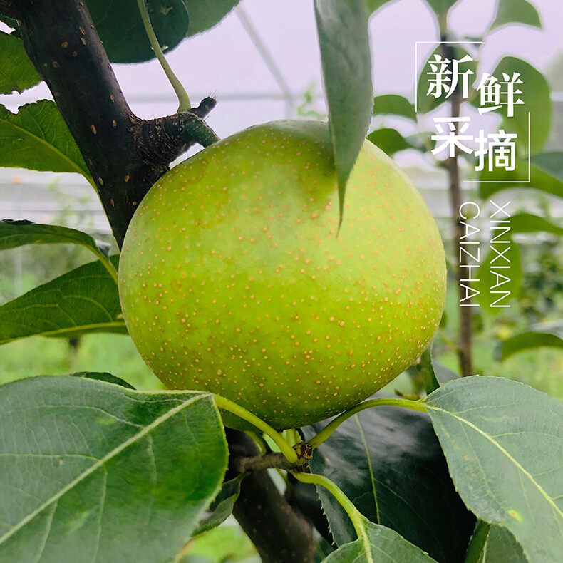 【绿色认证】庙镇六月雪翠冠梨10斤果王 顺丰 绿色皮薄肉柔嫩汁水
