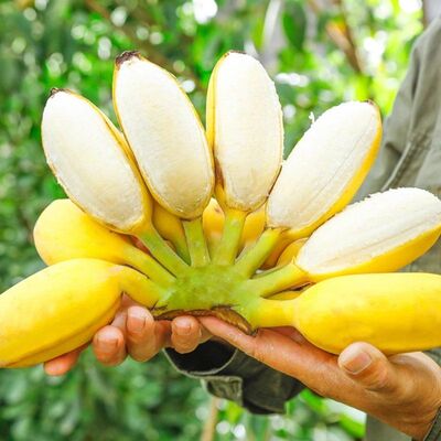 【正宗苹果蕉】广西产地直发香软糯时令新鲜水果现摘现发粉蕉香蕉