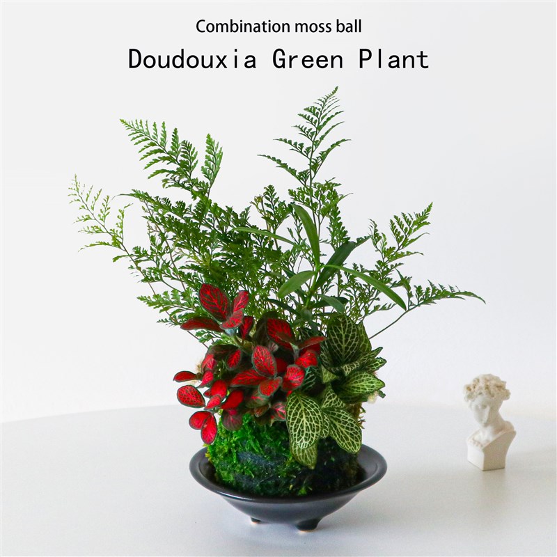 水培植物苔藓球植物狼尾蕨网纹草罗汉松绿植室内盆栽蕨类微景观