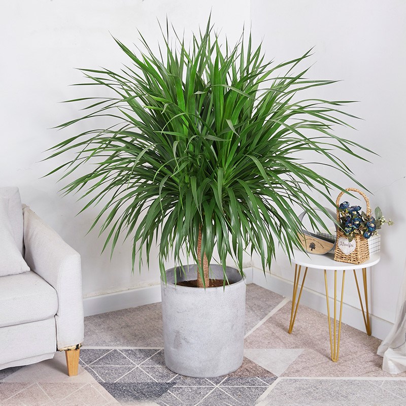 龙须树龙血树单杆层多头盆栽室内客厅大型绿植花卉观叶净化空气