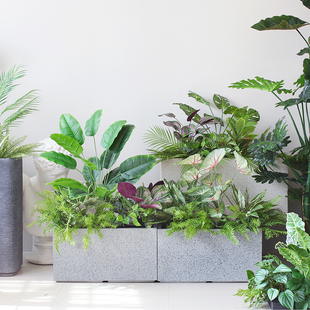 装饰仿真槽箱绿植造景大堂室内隔断散葵芭蕉装