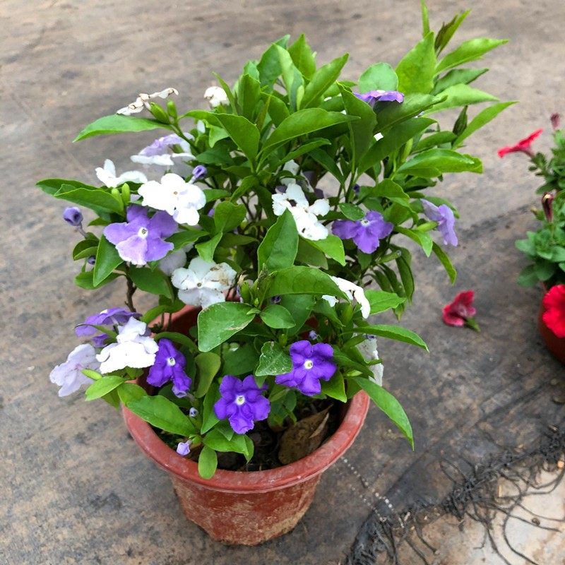 双色茉莉盆栽双色茉莉花苗鸳鸯茉莉花阳台室内外盆栽芳香花卉包邮