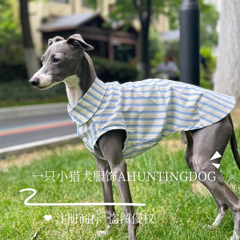 意大利小灵缇全棉无袖衬衫冰凉舒服面料夏季超薄款惠比特衣服