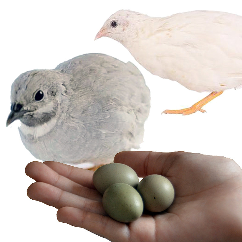 德系变异宠物鸡种蛋受精蛋可孵化蛋礼服纯白瓦灰网红阳台迷你鹌鹑,宠物/宠物食品及用品,宠物鸡,淘宝优惠券,粉丝福利购,淘宝优惠卷