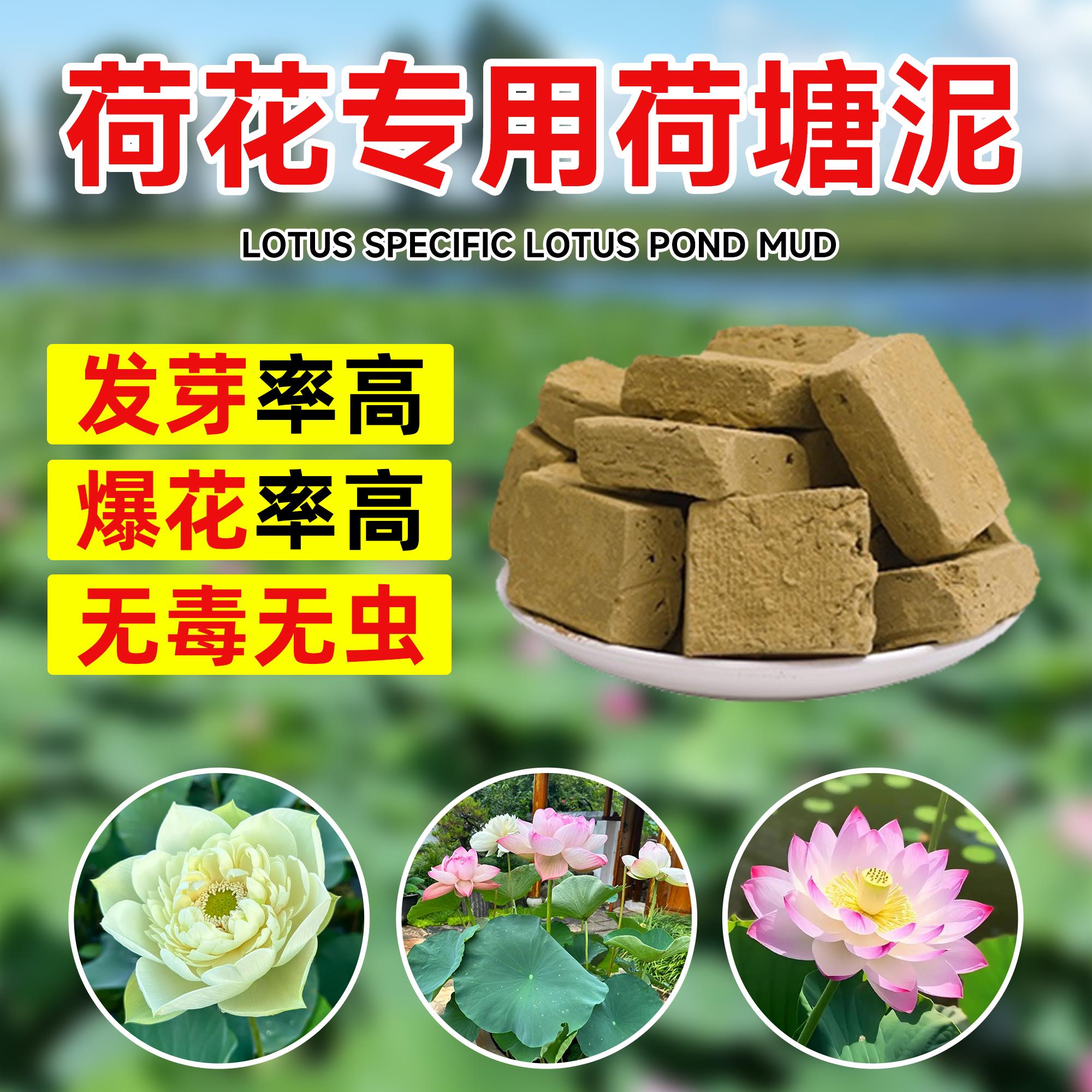 荷花专用荷塘泥睡莲铜钱草水生植物天然营养土荷花泥生态泥养龟缸