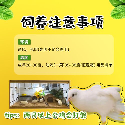 下蛋王芦丁鸡宠物鸡幼鸡网红迷你鸡全色系阳台宠物45天成年青年鸡