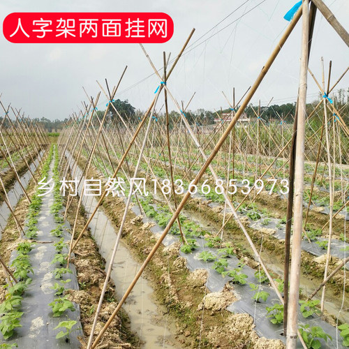 苦瓜吊瓜丝瓜黄瓜网豆角网植物爬藤网种植网百香果架子支架网农用