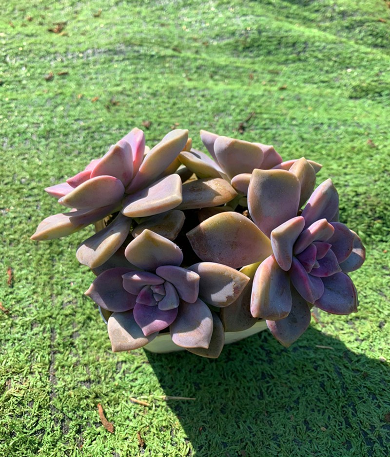 紫乐 黑腐包赔 景天科风车草属多肉植物群生小老桩肥厚好养易繁殖