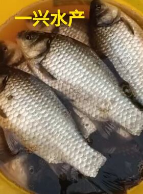 中科三号鲫鱼苗 中科五号鲫鱼苗 快大鲫鱼苗 杂交大白鲫 异育银鲫